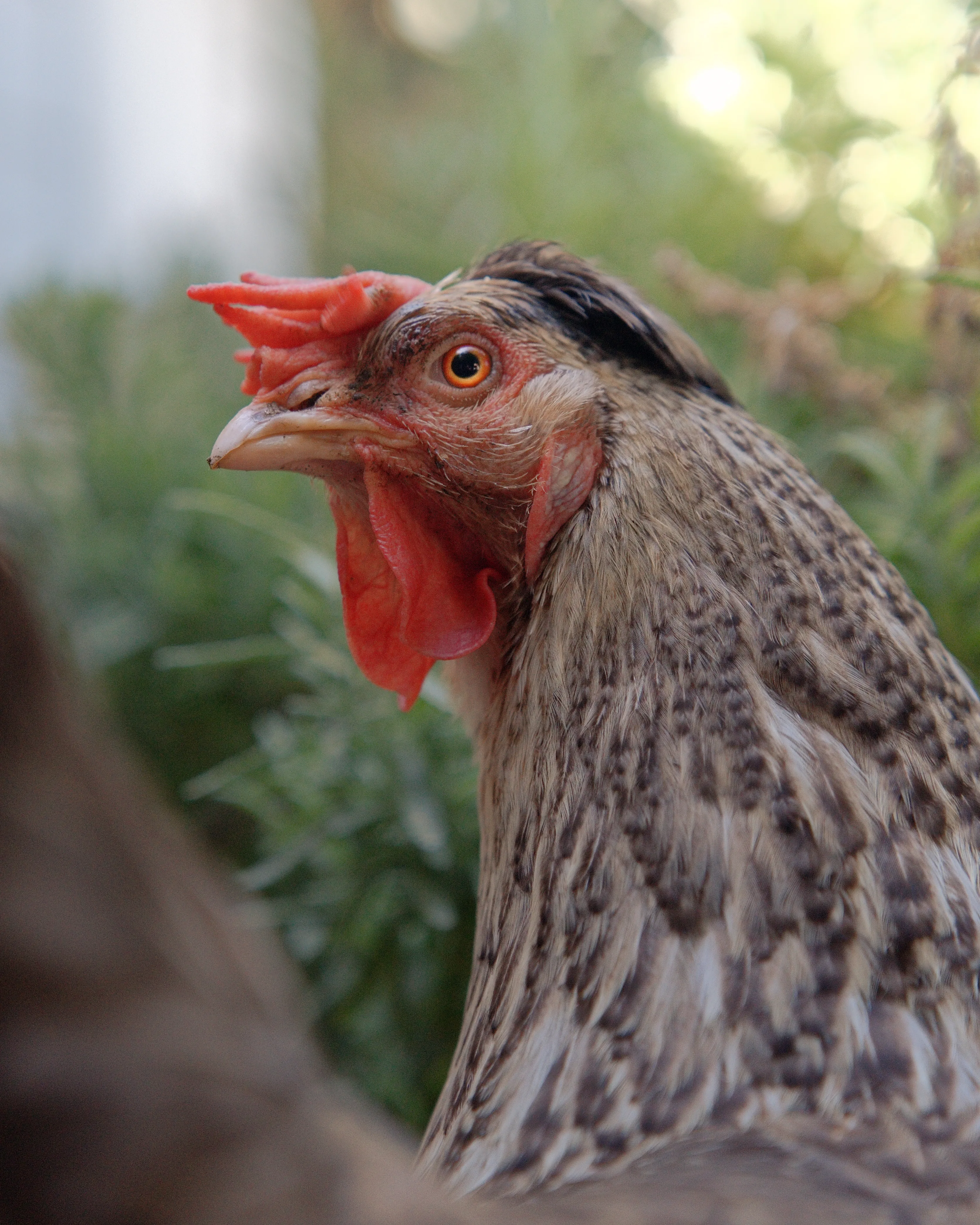 Hen portrait — close-up