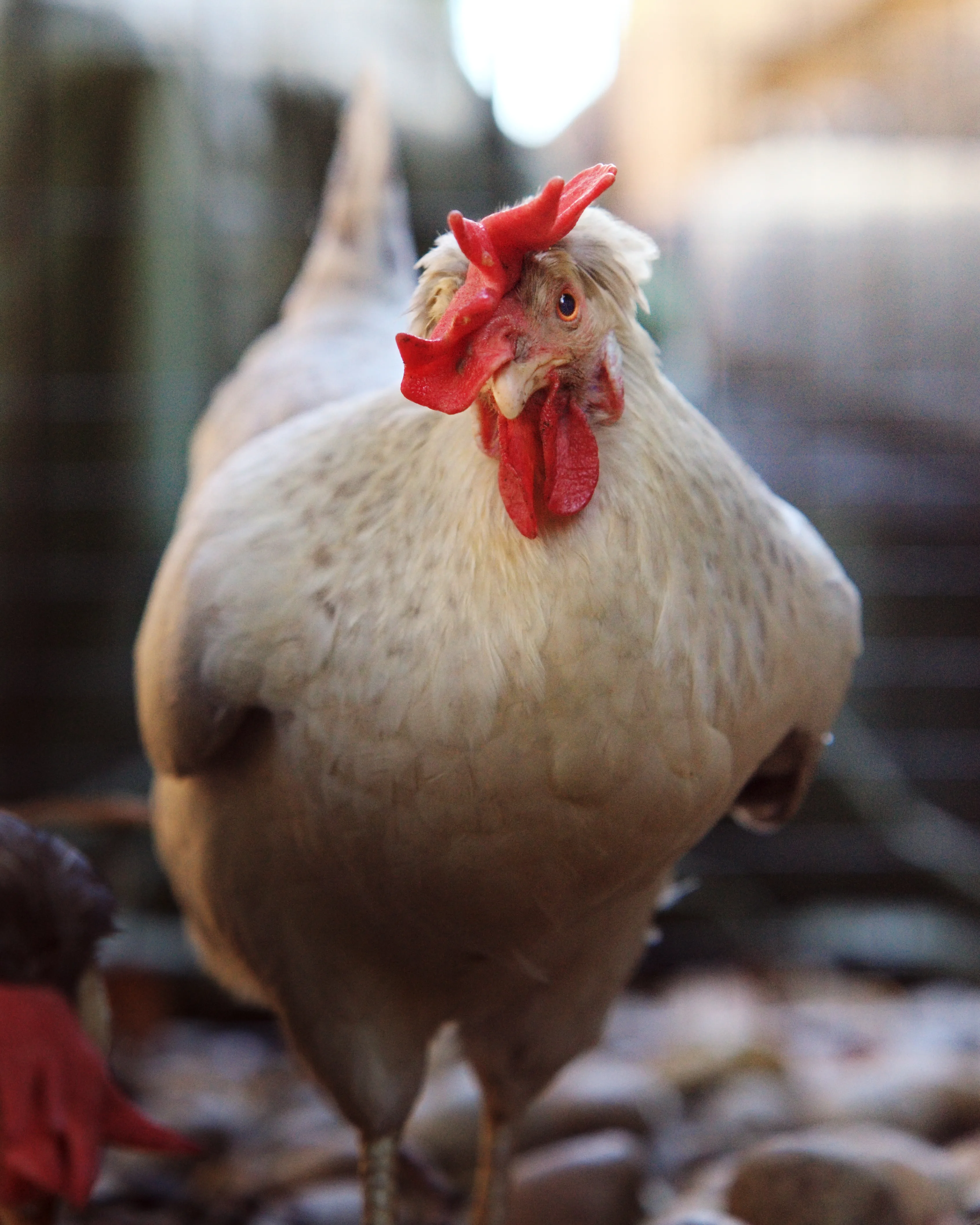 Hen, head-on