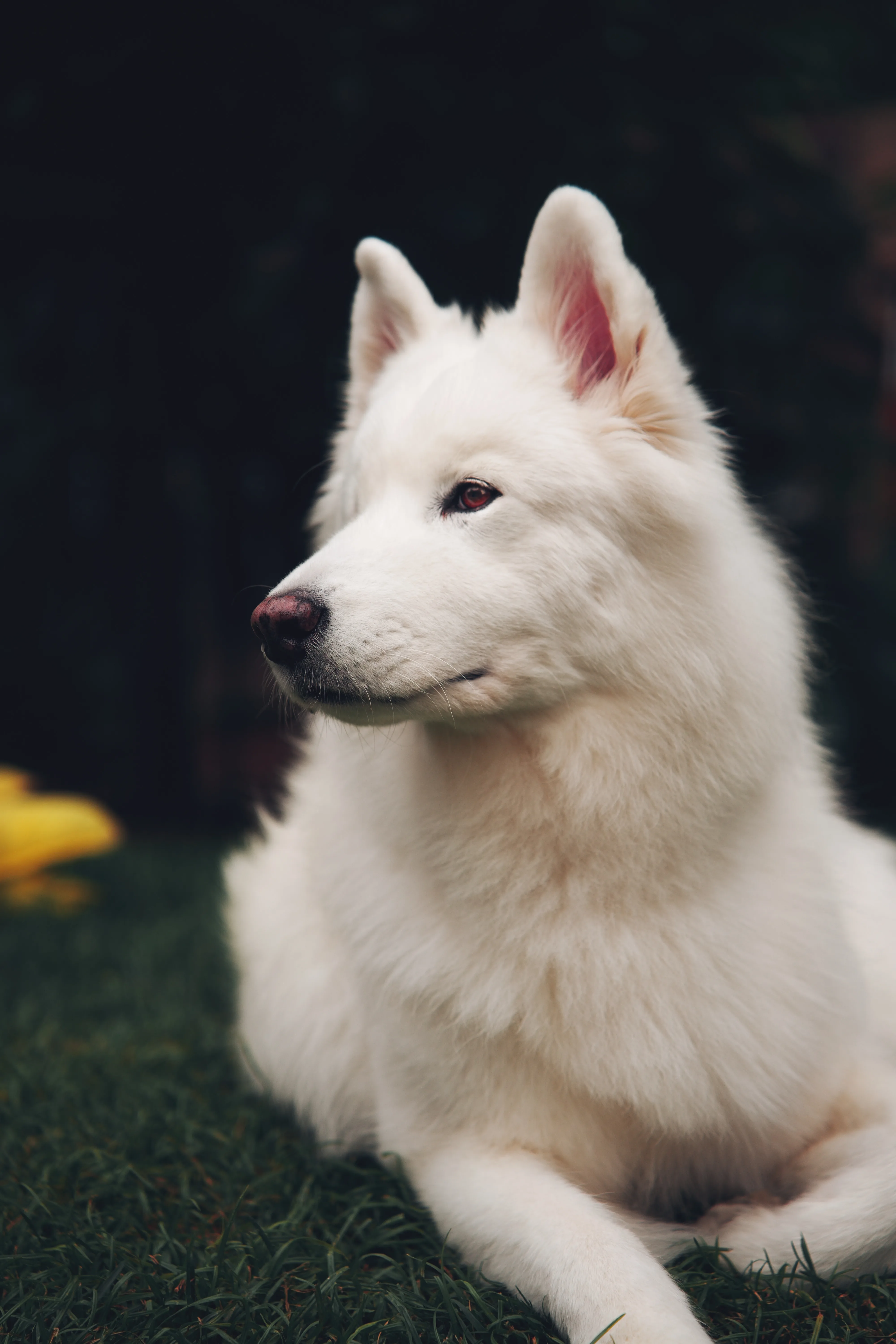 The shepherd, at rest