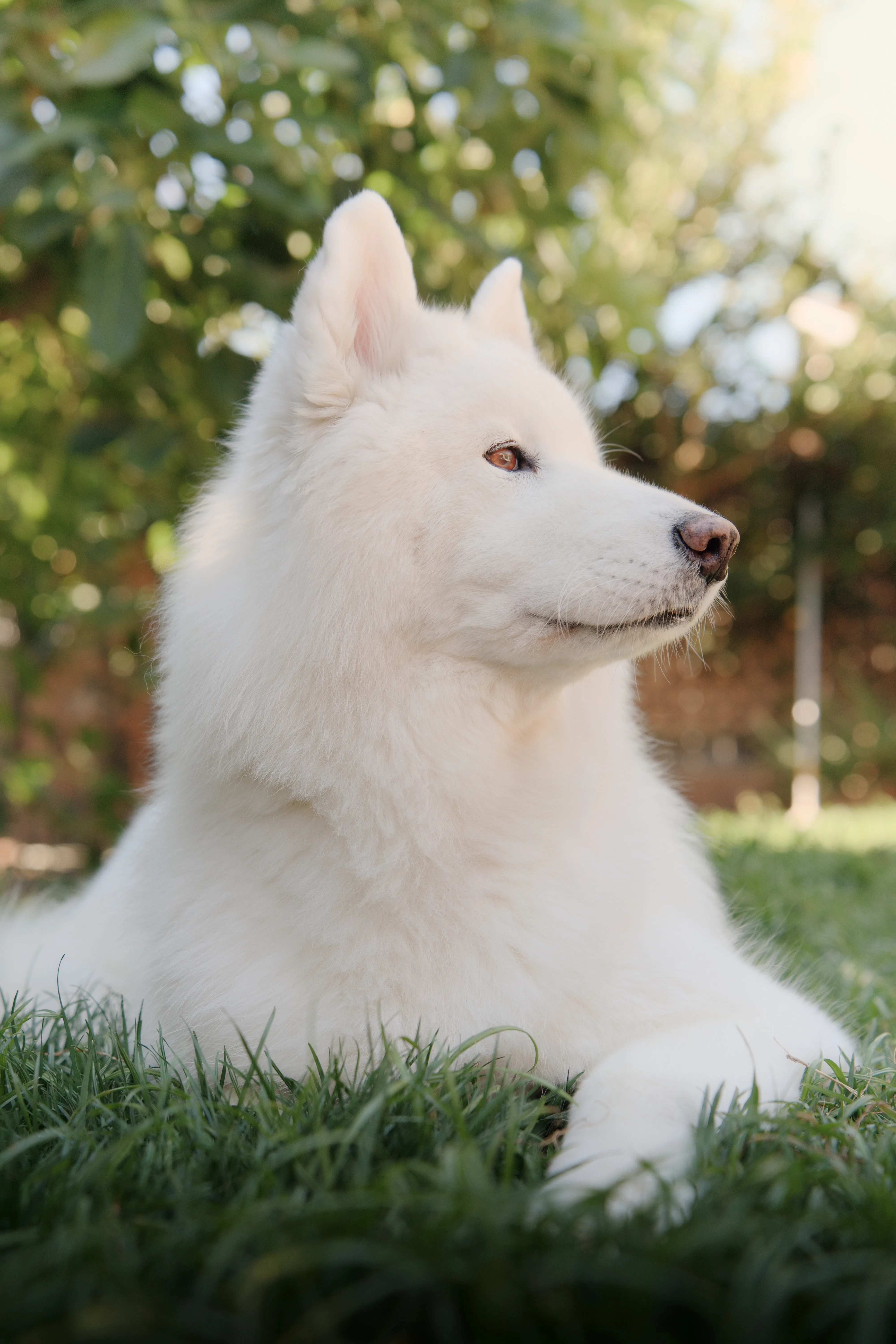 The white shepherd, in profile