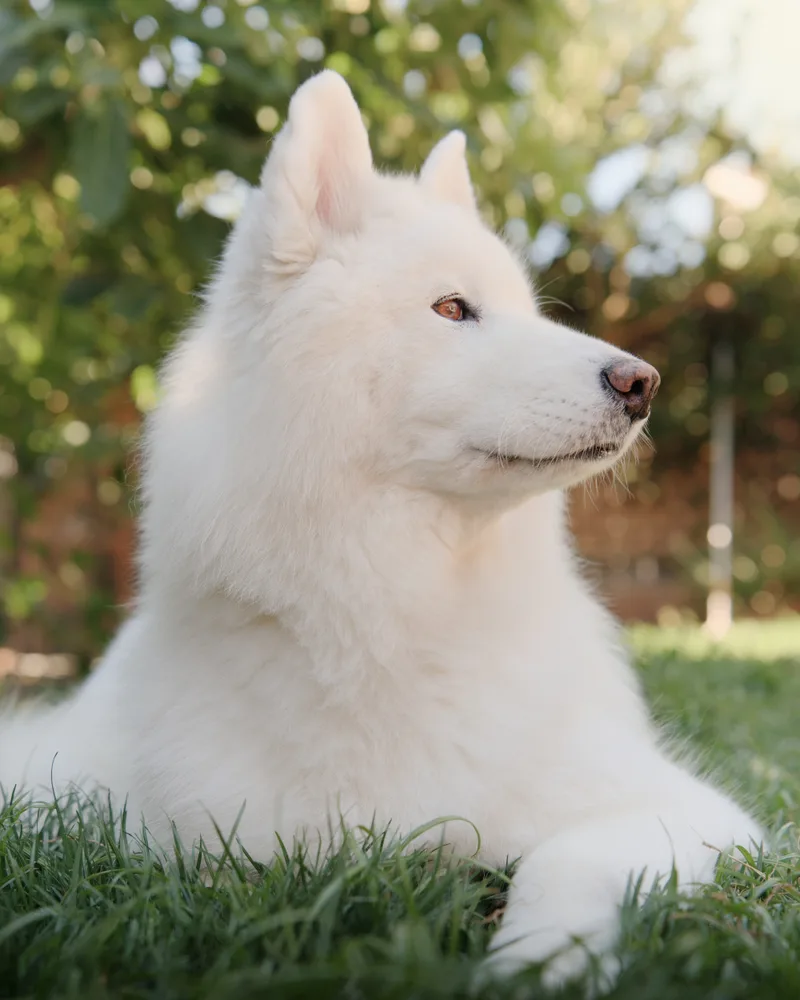 White shepherd dog in profile — pet portrait